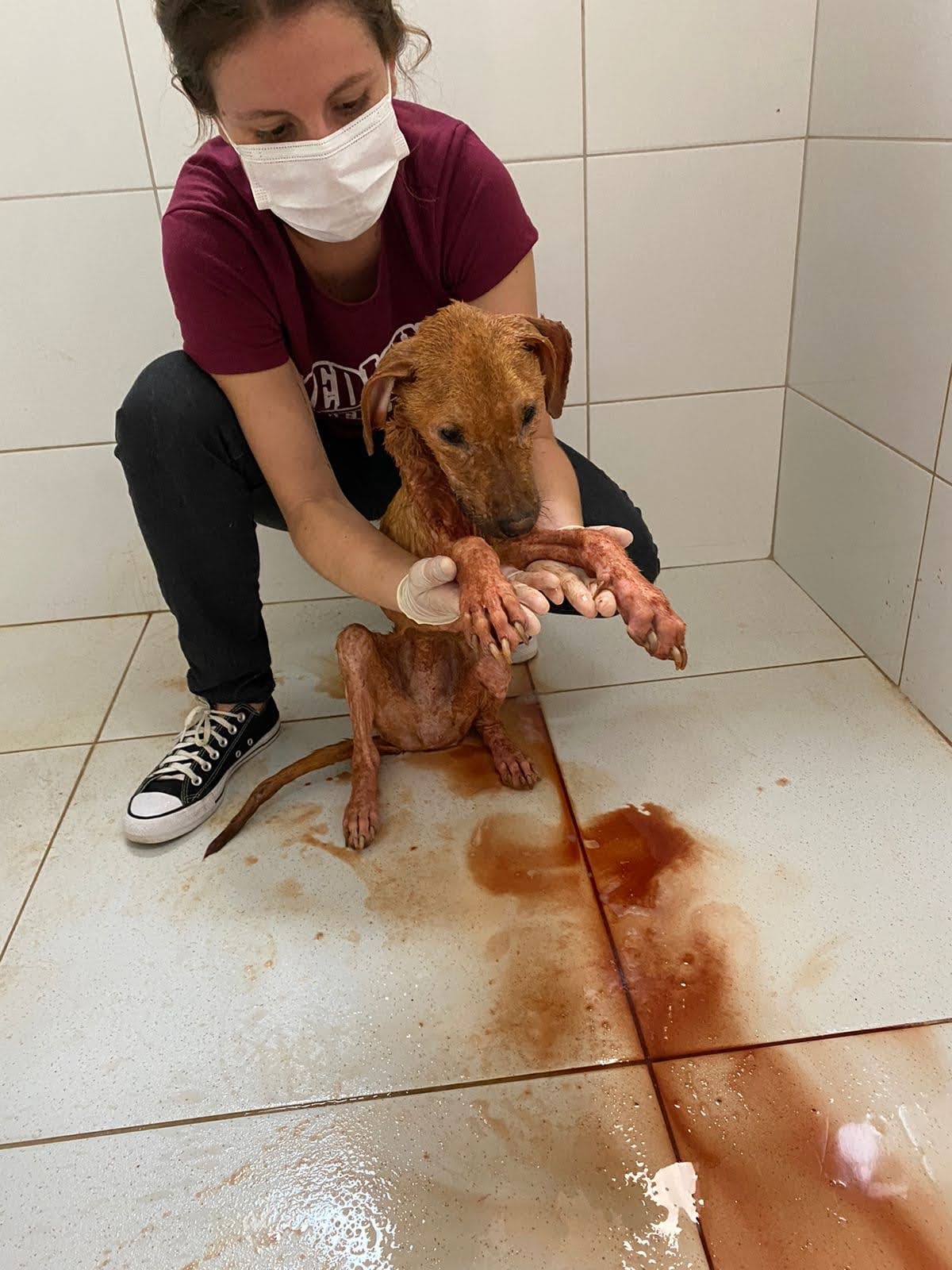 Dra. Leticia Alves em atendimento de resgate e cuidado animal