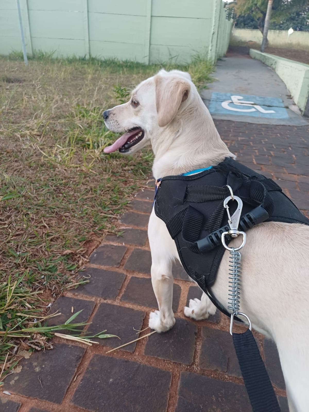 Pet feliz recebendo cuidados veterinários