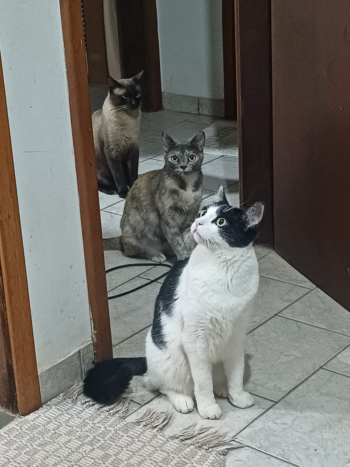 Gatos recebendo cuidados veterinários especializados
