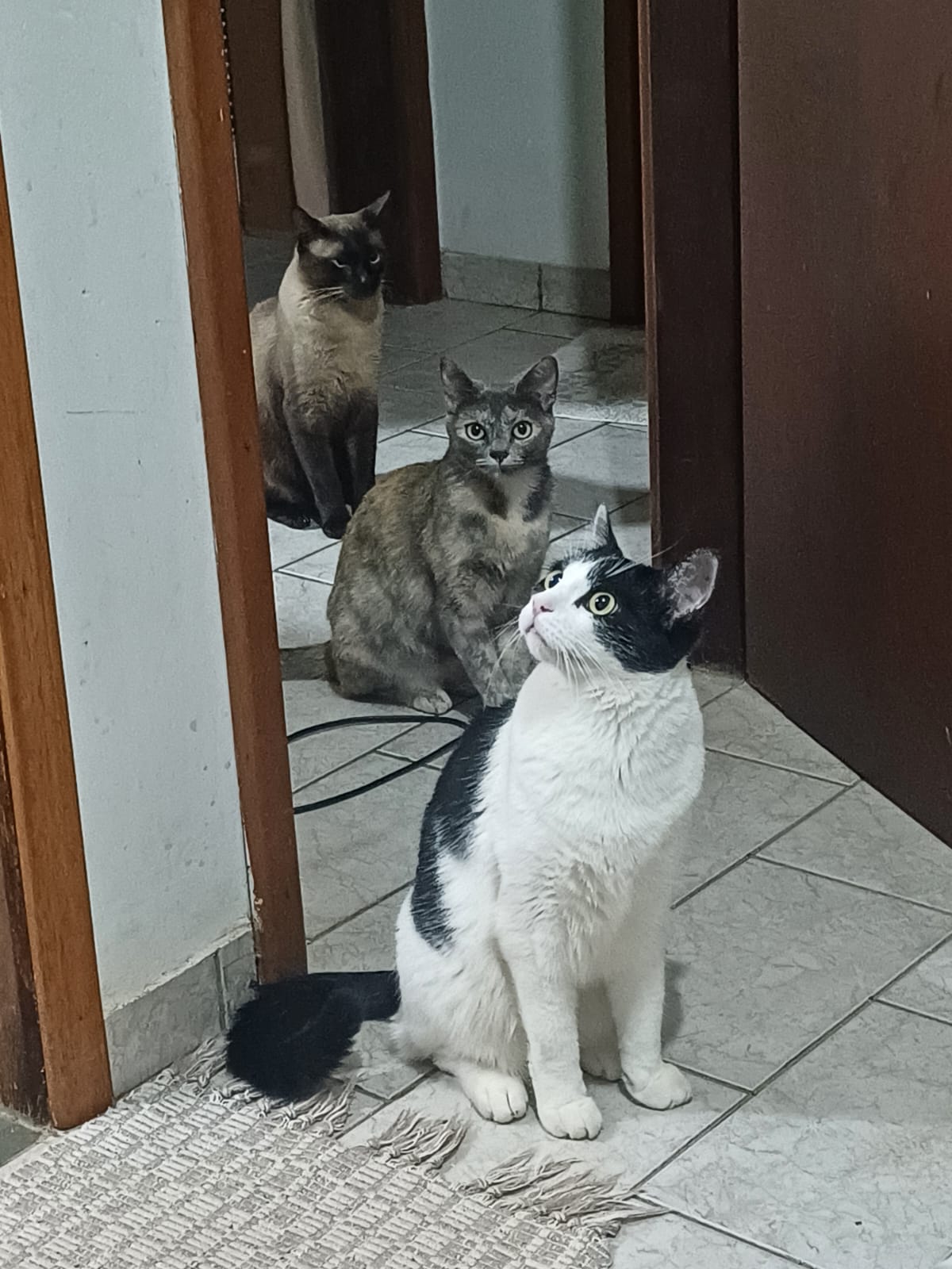 Gatos recebendo cuidados veterinários especializados